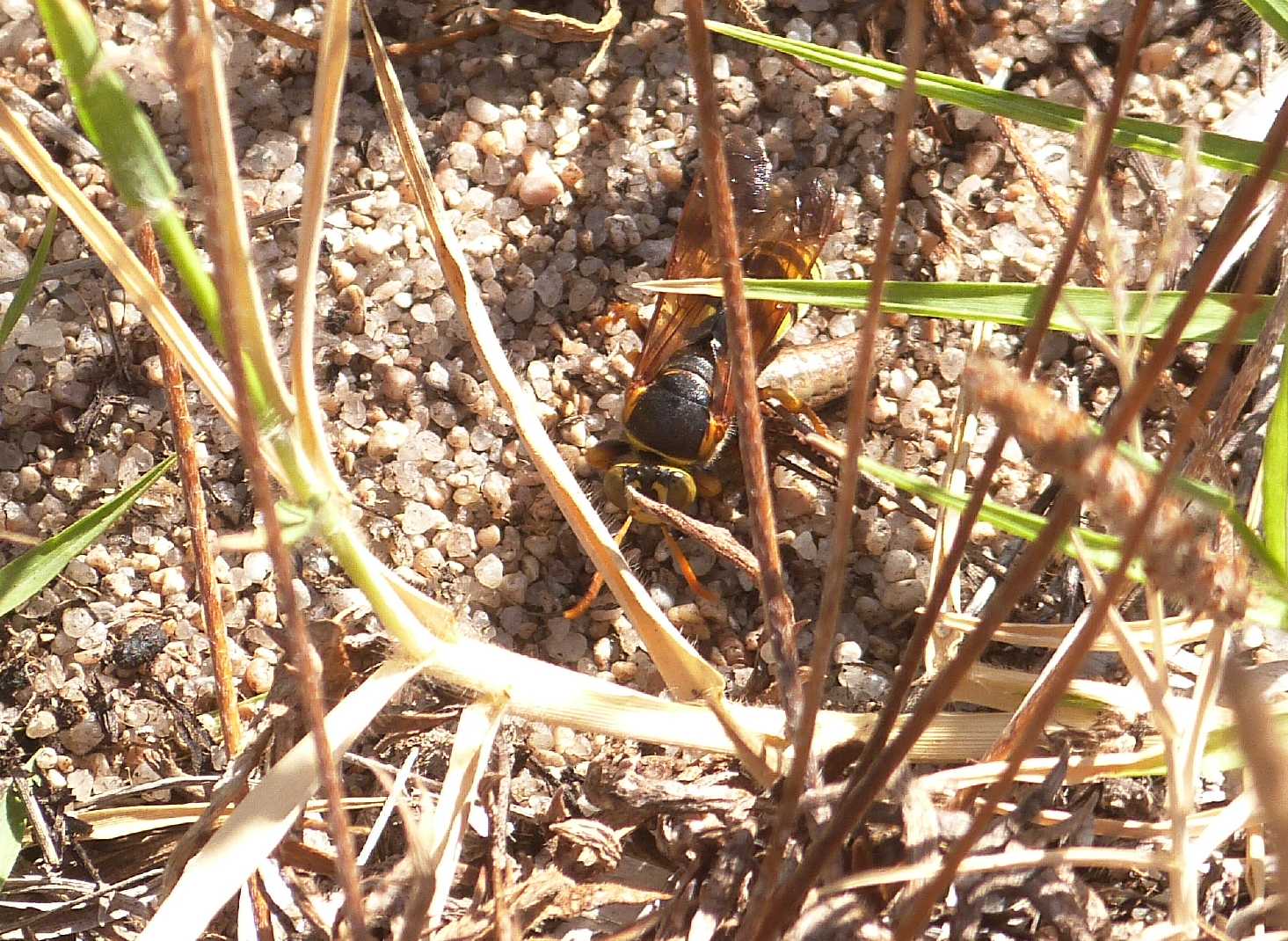 Stizus fasciatus che cattura una cavalletta